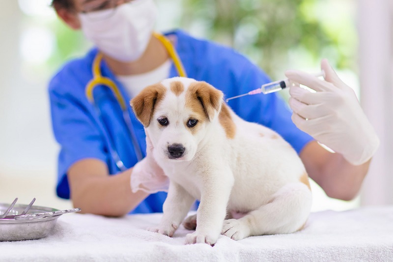 Tiêm phòng cho chó - những vấn đề người nuôi pet không thể bỏ qua