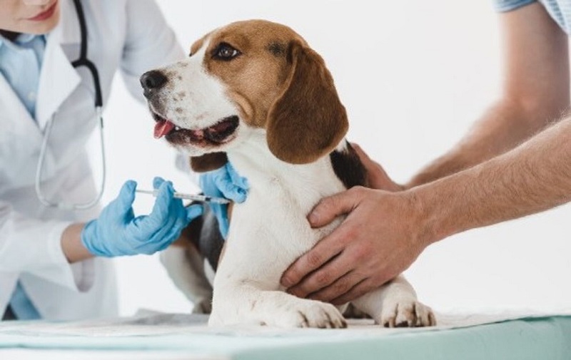 Tiêm phòng cho chó - những vấn đề người nuôi pet không thể bỏ qua