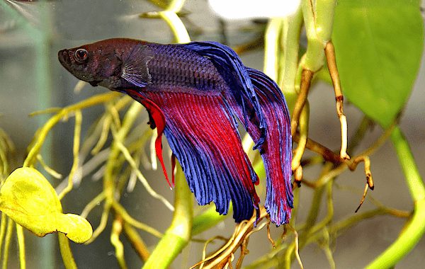 Cá betta bị túm đuôi – Cách chữa trị và phòng ngừa hiệu quả - EXTRABIOVN -  Luôn đồng hành cùng cá cảnh và thuỷ sinh