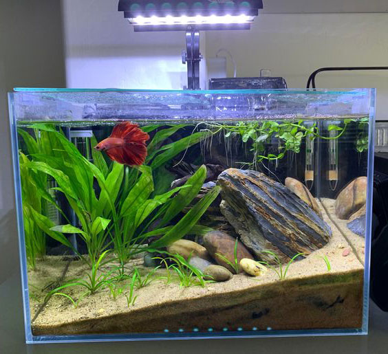 Làm thế nào để xây dựng bể cá betta thuỷ sinh vừa đẹp vừa bền?