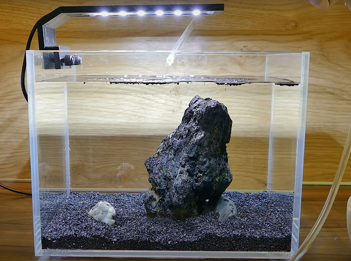 Làm thế nào để xây dựng bể cá betta thuỷ sinh vừa đẹp vừa bền?