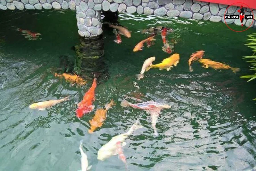 Cách Khắc Phục Tình Trạng Cá Koi Bơi Ngửa Bụng Hiệu Quả