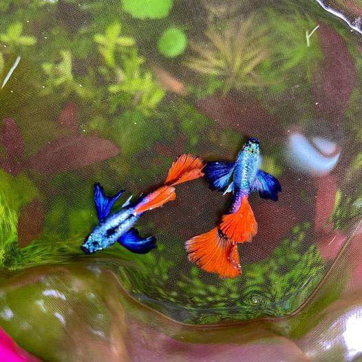 Cá Bảy Màu Dumbo Red Tail - Vi Sinh Cá Cảnh Aquarium Care