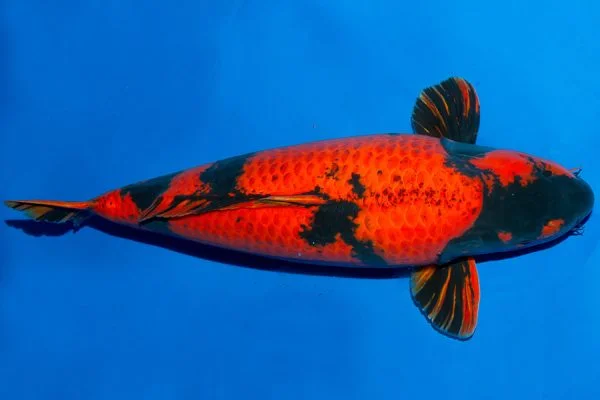 Tìm Hiểu Về Cá Koi Cọp Hikari Utsuri - Vi Sinh Cá Cảnh Aquarium Care