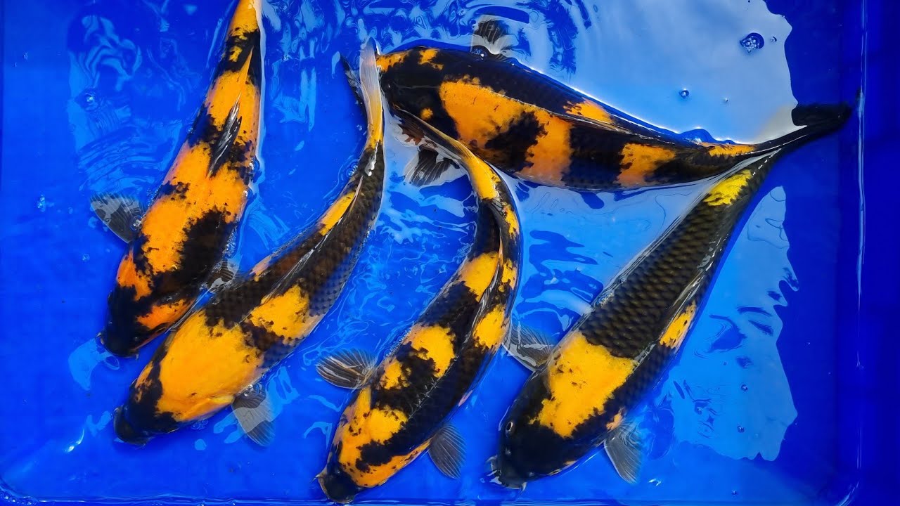 CÁ KOI CỌP Đỏ và Vàng, Ki Hi Utsuri KOI FARM