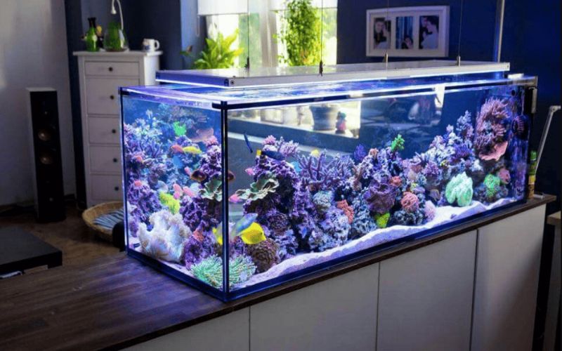 Hướng đặt bể cá cho người mệnh Thổ mang lại may mắn