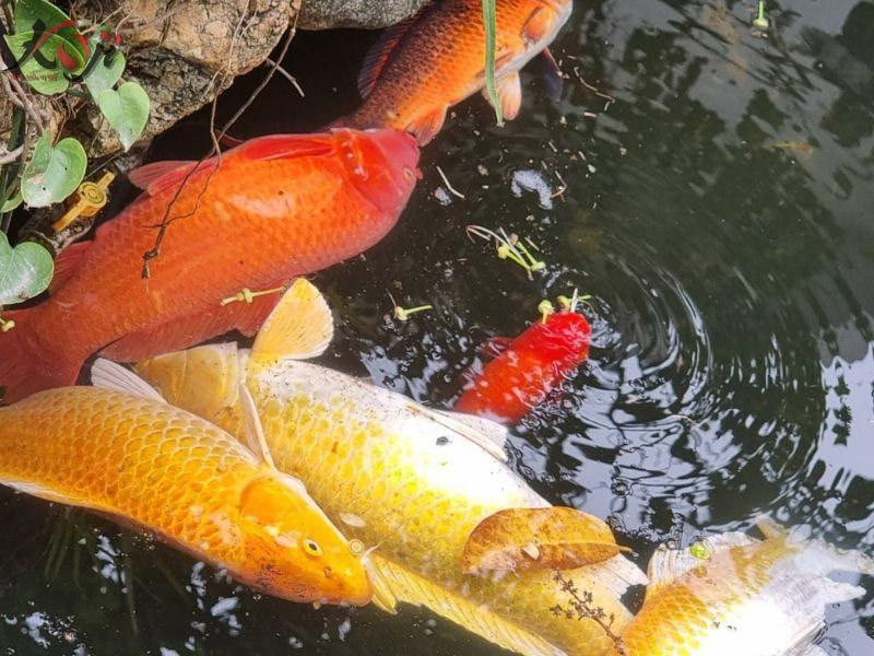 Cá Koi Cạ Mình Vào Thành Bể: Nguyên Nhân Và Cách điều Trị Triệt để