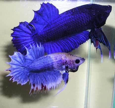 Top cá betta khổng lồ (cá betta giant) đẹp & giống tốt tại TpHCM