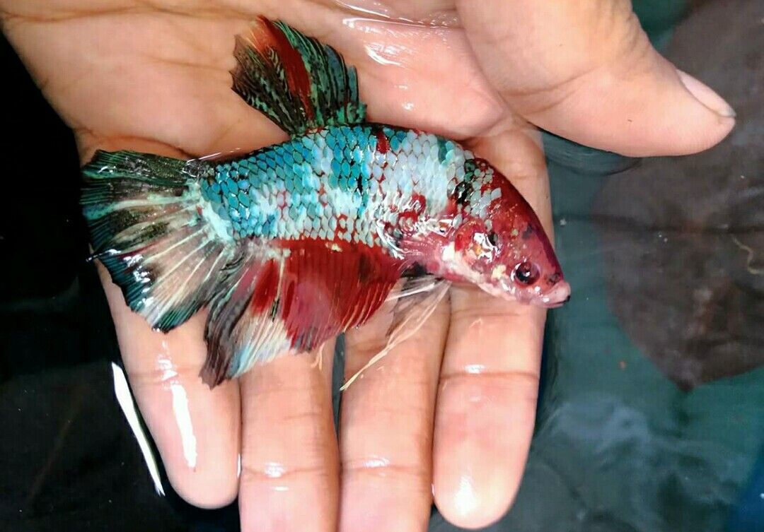 Cá Betta Giant - Vi Sinh Cá Cảnh Aquarium Care