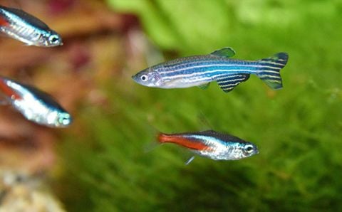 Những điều cần biết về cá ngựa vằn Danio (Phần 2) – Men vi sinh cho cá KOIKA