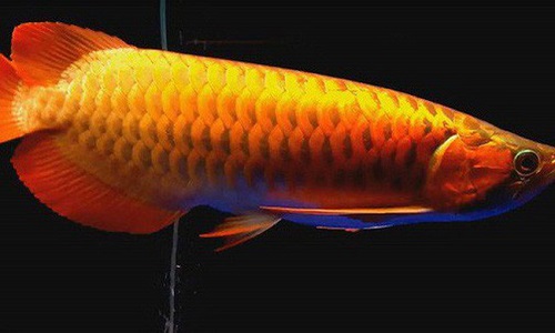 Cá Rồng - Cách chọn cá Rồng - Lưu ý khi chọn cá Rồng ( áp dụng bối và Huyết  )
