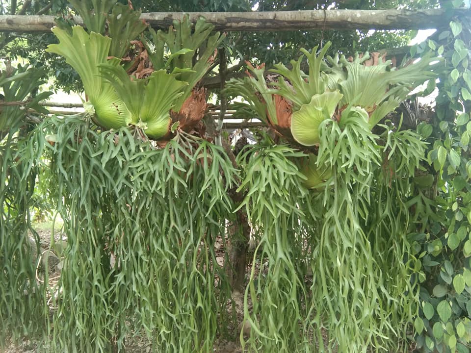 hướng dẫn cách trồng và chăm sóc cây ổ rồng