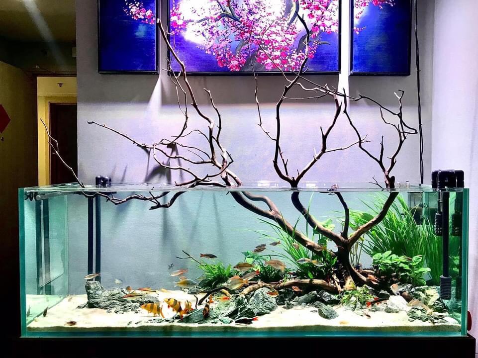 101+ Mẫu Bể Cá Thủy Sinh Đẹp - Đa Dạng Mẫu Giá Tốt Chất Lượng Cao.