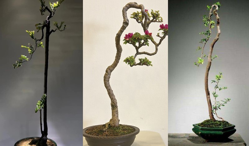 Bonsai dáng nhân văn là gì? Top những tác phẩm đẹp mắt | YeuBonsai.vn