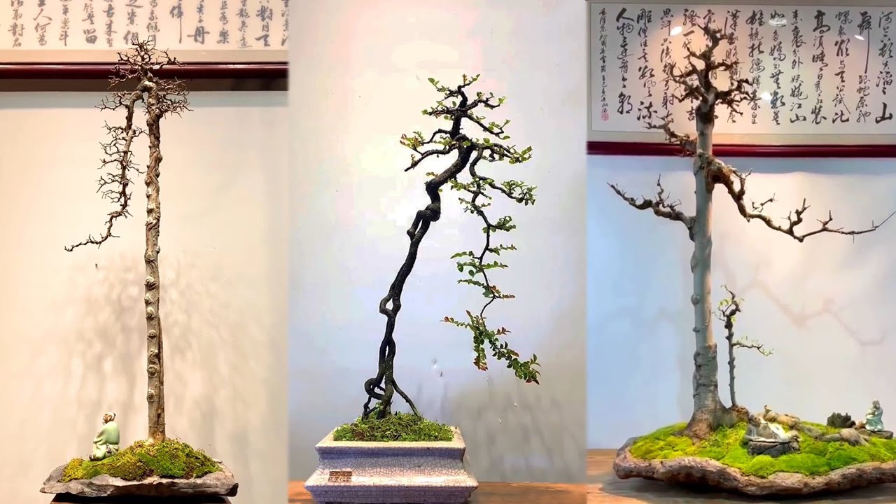 Tham khảo 15 tác phẩm bonsai dáng Văn Nhân