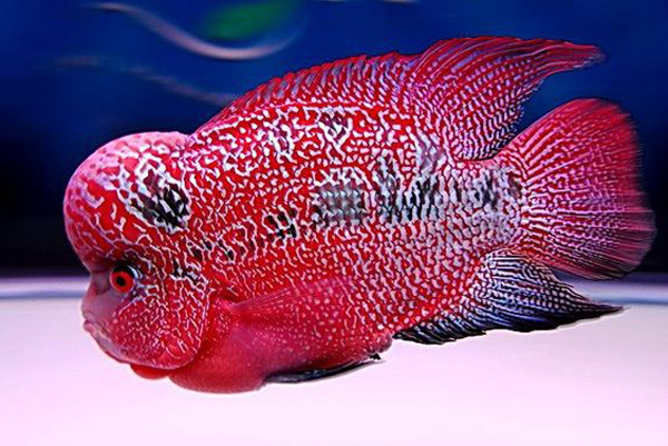 Xuất xứ, đặc điểm, giá bán của cá La Hán Thái đỏ chi tiết cho bạn mới