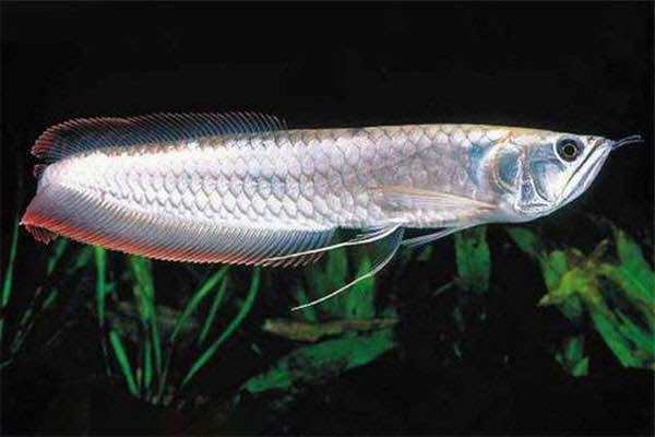 Cá Rồng Chết Bí Ẩn Và Những Lời Đồn - Vi Sinh Cá Cảnh Aquarium Care