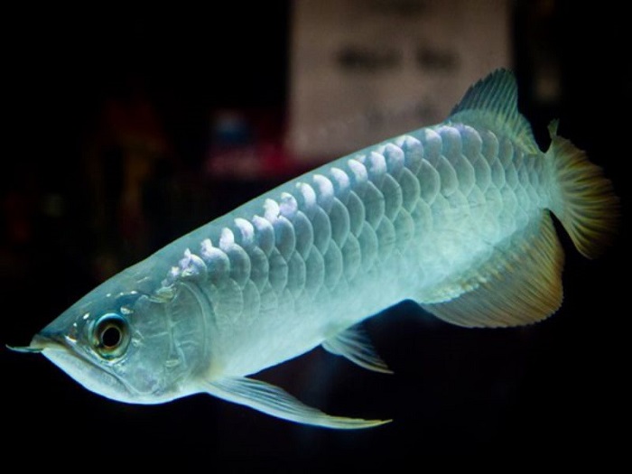 Cá Rồng Chết Bí Ẩn Và Những Lời Đồn - Vi Sinh Cá Cảnh Aquarium Care