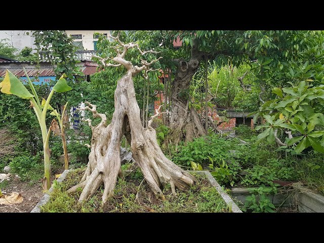 Làm đẹp một cây xương cá bán lại cho cậu em - YouTube