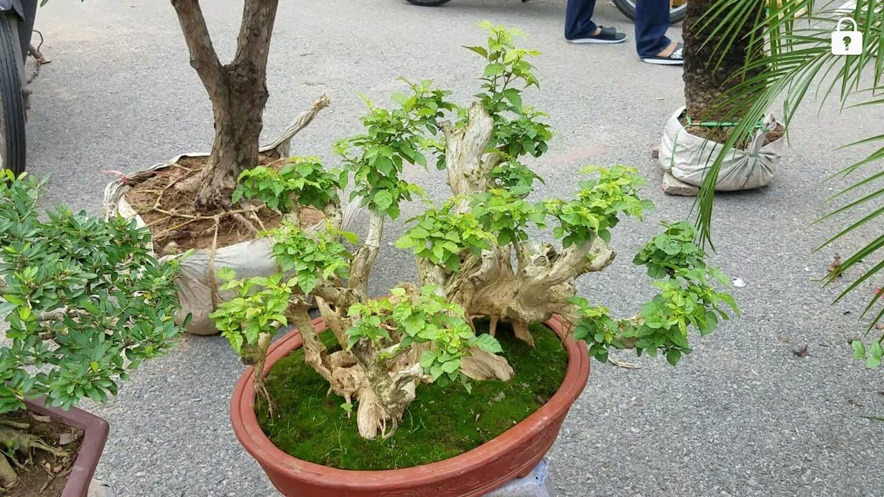 Một số loại cây xương cá bonsai đẹp và độc đáo nhất được bán tại Hà Nội