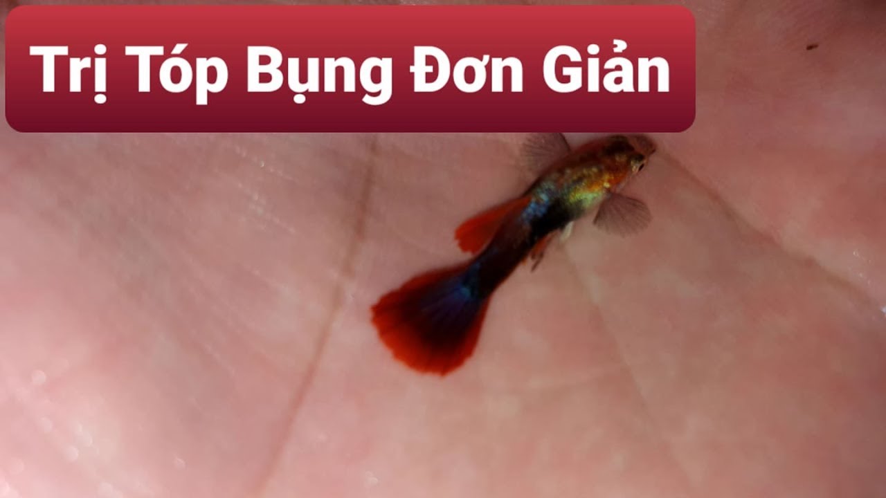 Chia sẽ cách trị bệnh Tóp Bụng cho Cá Bảy Màu không cần dùng thuốc.