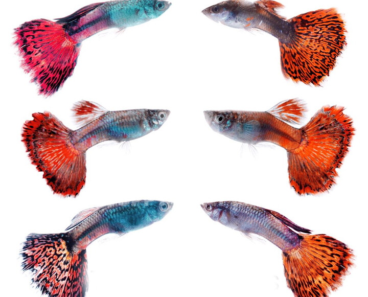50 Các Loại Cá Bảy Màu Giải Thích & Hình Ảnh - Cá Bảy Màu - Guppy Nhật Minh