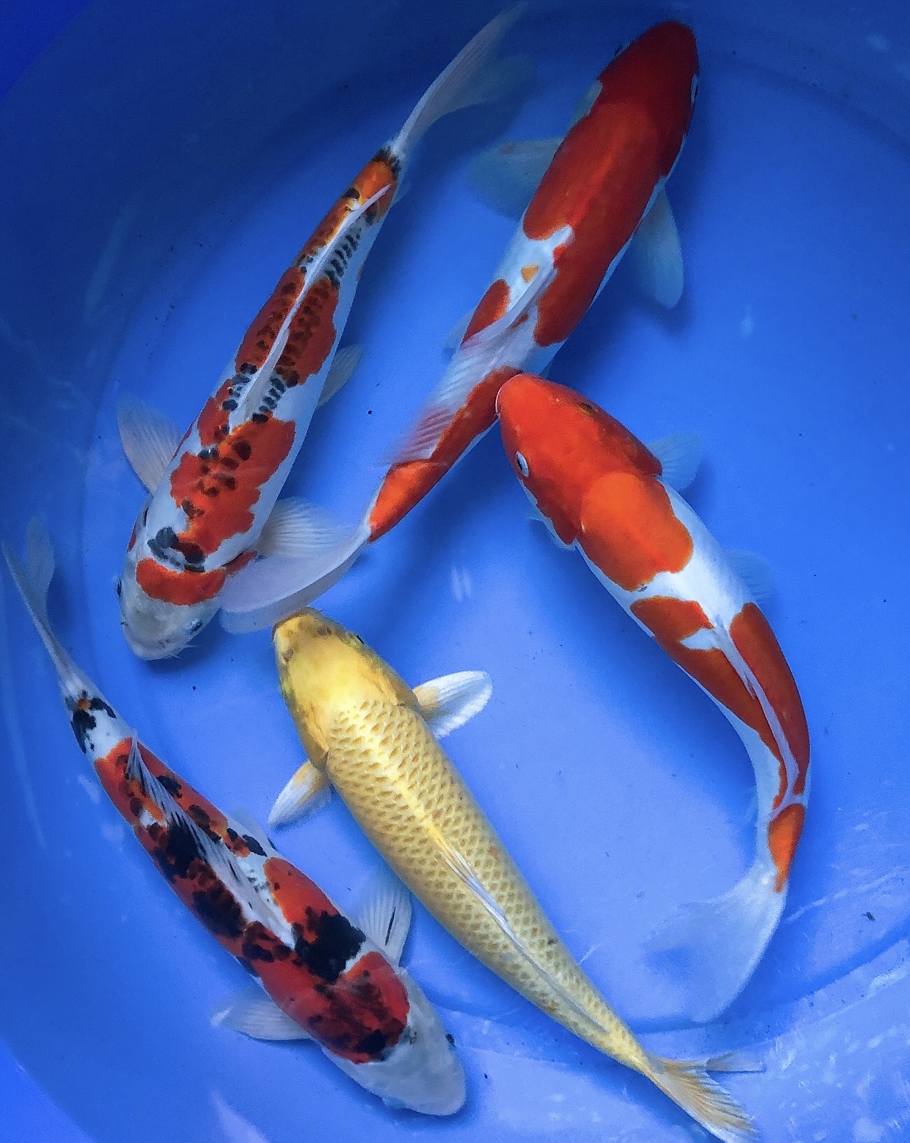 Cá koi F1 40-45cm nhiều màu - Luna Koi Farm