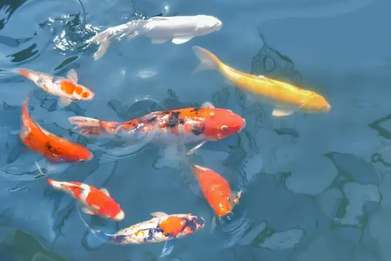 Thịt Cá Koi Có Ăn Được Không? Có Nên Ăn Thịt Cá Koi
