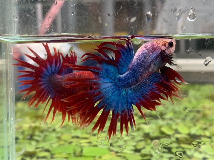 Cá Betta Đuôi Tưa - Vi Sinh Cá Cảnh Aquarium Care