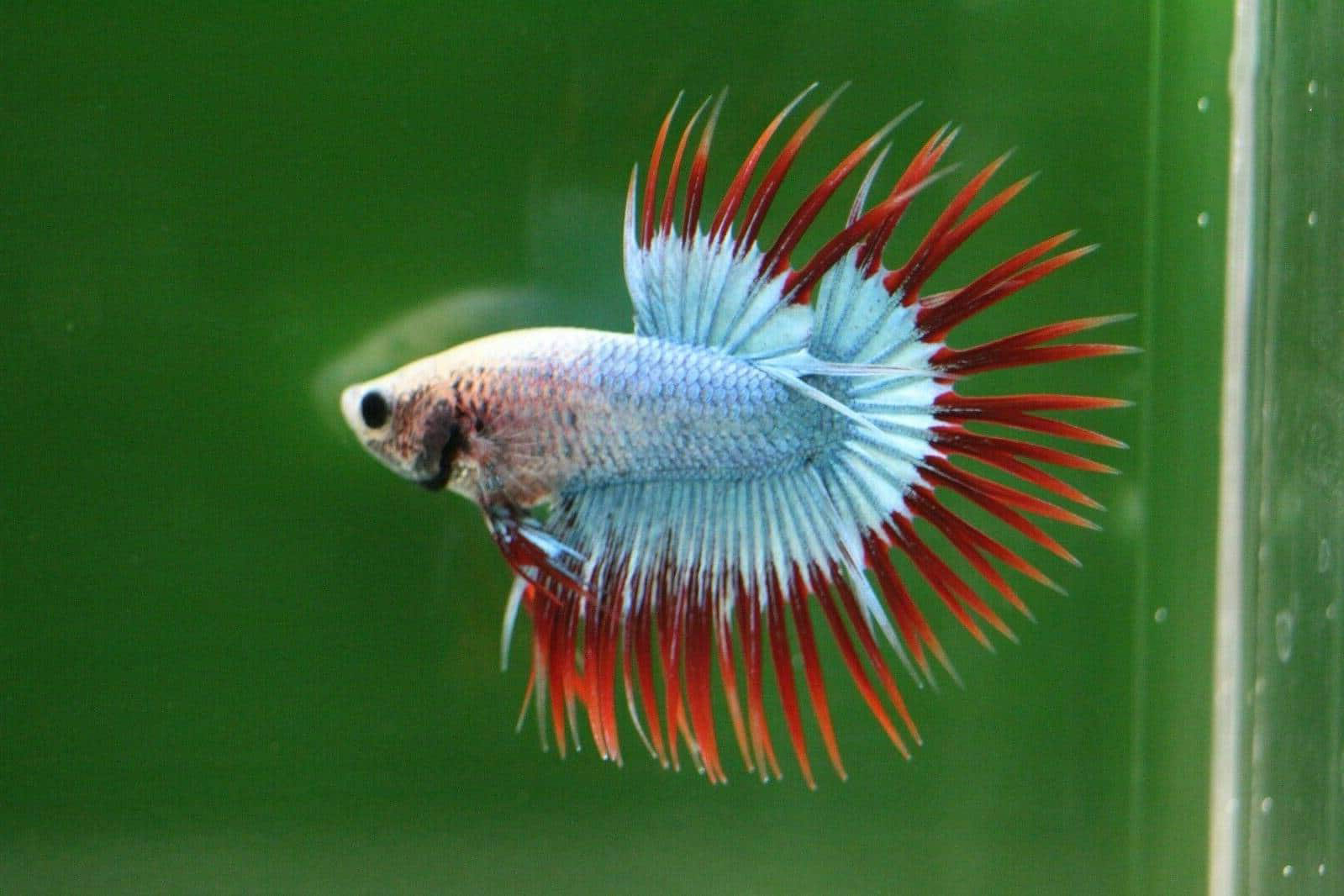 Cá Betta Đuôi Tưa - Vi Sinh Cá Cảnh Aquarium Care