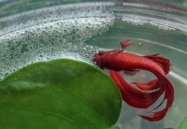 Cá betta mái nhả bọt Nguyên nhân và xử lý - Vi Sinh Cá Cảnh Aquarium Care