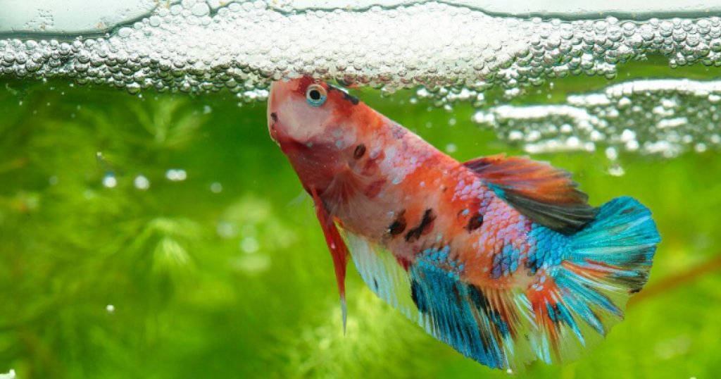 Cá betta mái nhả bọt Nguyên nhân và xử lý - Vi Sinh Cá Cảnh Aquarium Care