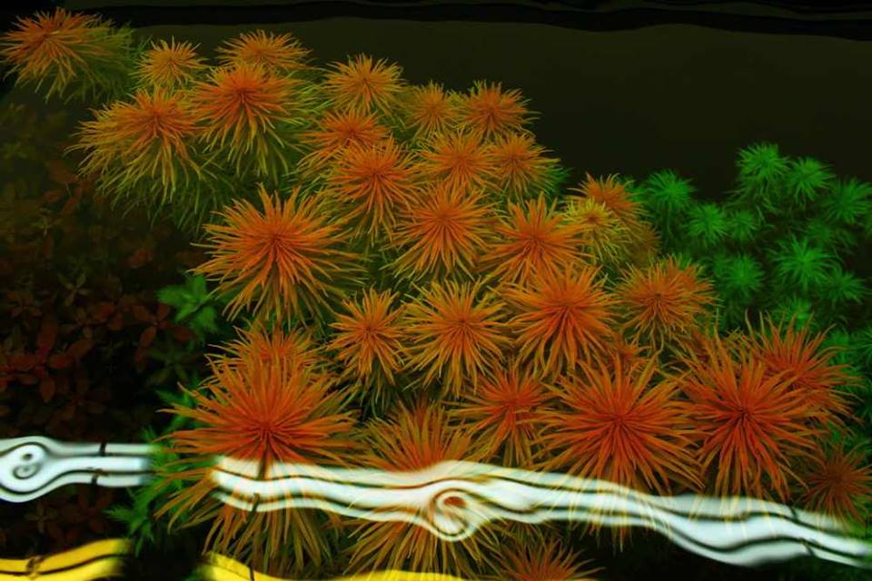 Cây thủy sinh Hồng Thái Dương