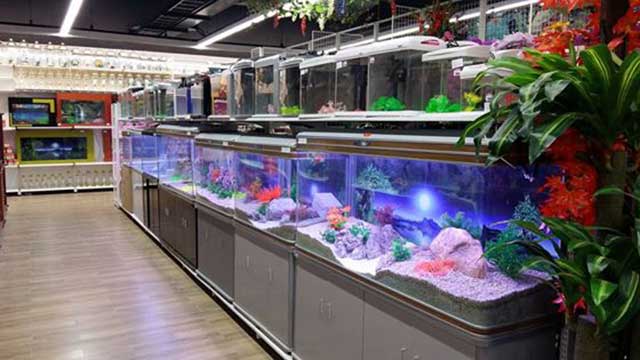 Top 8 + Tiệm Cá Cảnh Quận 9 TPHCM Uy Tín, Chất Lượng
