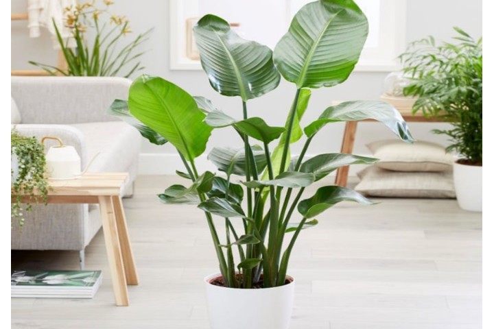 Top 6 cây chuối cảnh đang bán chạy nhất tại Việt Nam