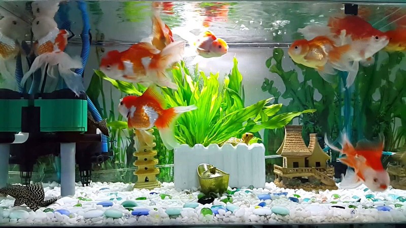 Top 8 + Tiệm Cá Cảnh Quận 9 TPHCM Uy Tín, Chất Lượng