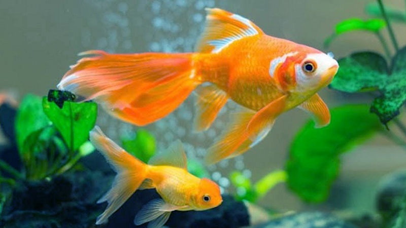 Top 8 + Tiệm Cá Cảnh Quận 9 TPHCM Uy Tín, Chất Lượng