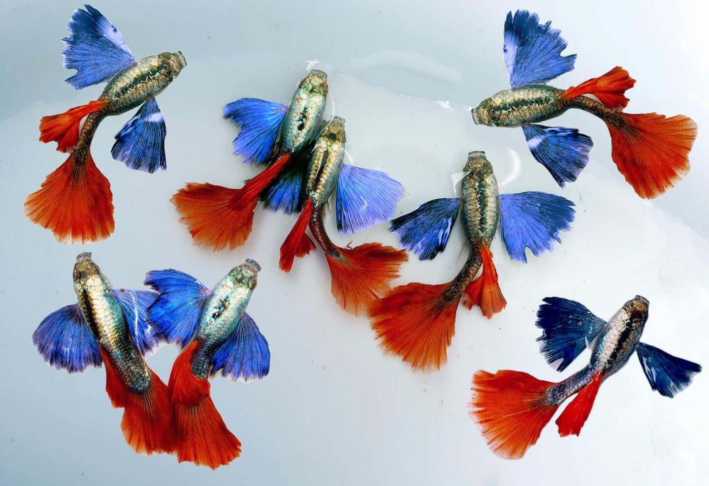 Cá Bảy Màu (Guppy) có bao nhiêu loại, cách nuôi và chăm sóc | Vuathuysinh