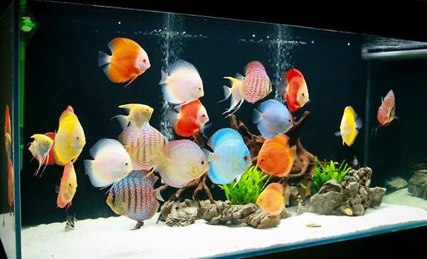 Dịch vụ thiết kế thi công hồ cá cảnh tại quận 7 - Hồ cá Hoàng Hải