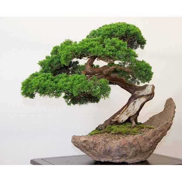 Tổng hợp 20 mẫu cây bonsai mini đẹp, phổ biết nhất