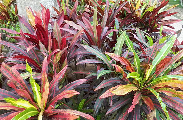 Cây Cô Tòng Đuôi Lươn - Kiến Trúc Cảnh Quan - Ecograden