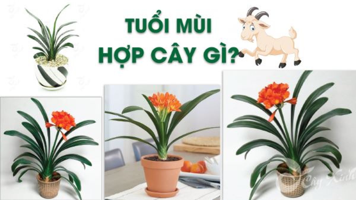 Những loại cây phong thủy hợp tuổi kỷ mùi 1979 giúp tăng tài lộc