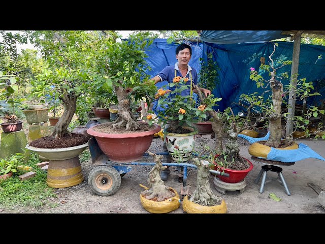 Cây cảnh miền Tây nhiều loại chào bán 21/3 ☎️O917-231734 nhà vườn Ngọc Ẩn -  YouTube