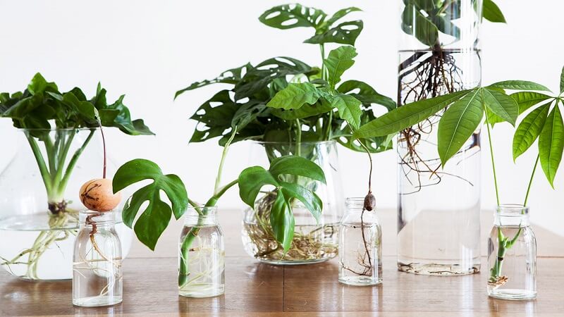 Top 5】 Các loại cây trồng trong nước được yêu thích hiện nay