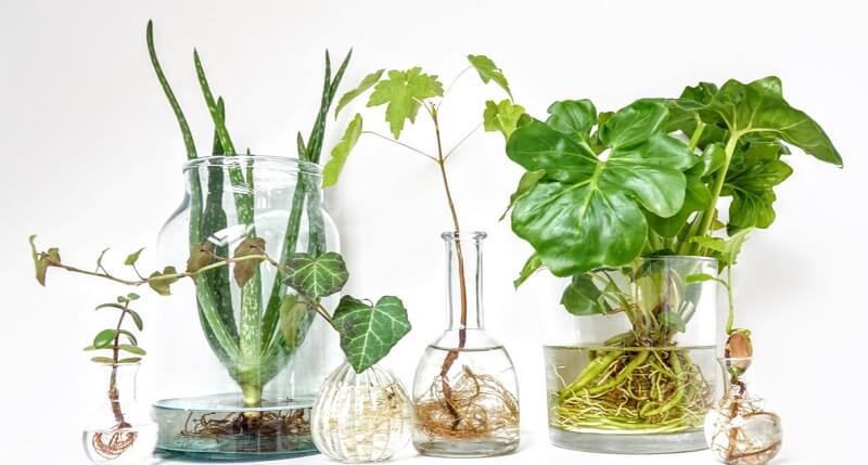 Top 5】 Các loại cây trồng trong nước được yêu thích hiện nay