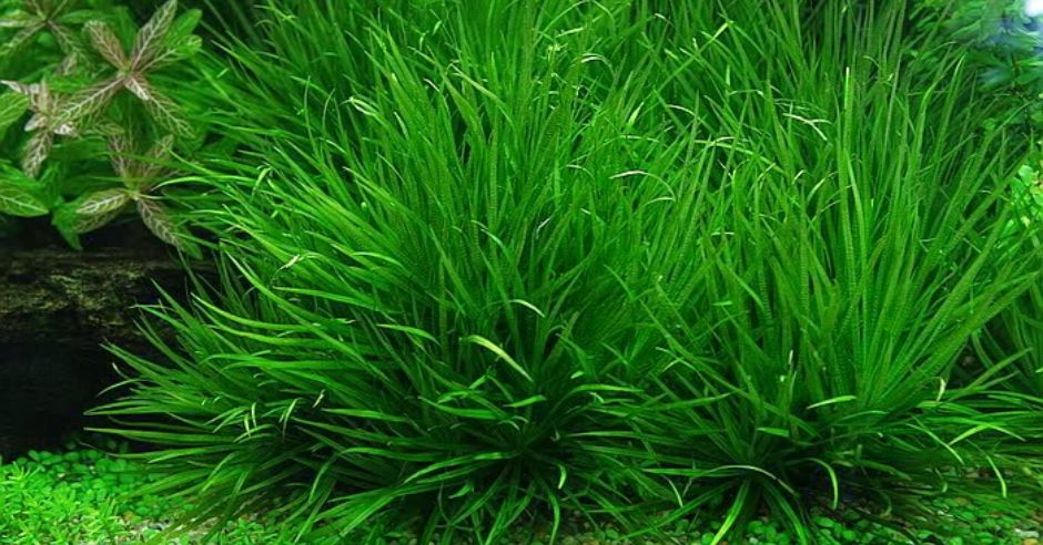 5 Loại Cây Thuỷ Sinh Không Cần Ánh Sáng, Dễ Trồng ⋆ Thủy sinh Việt Nam