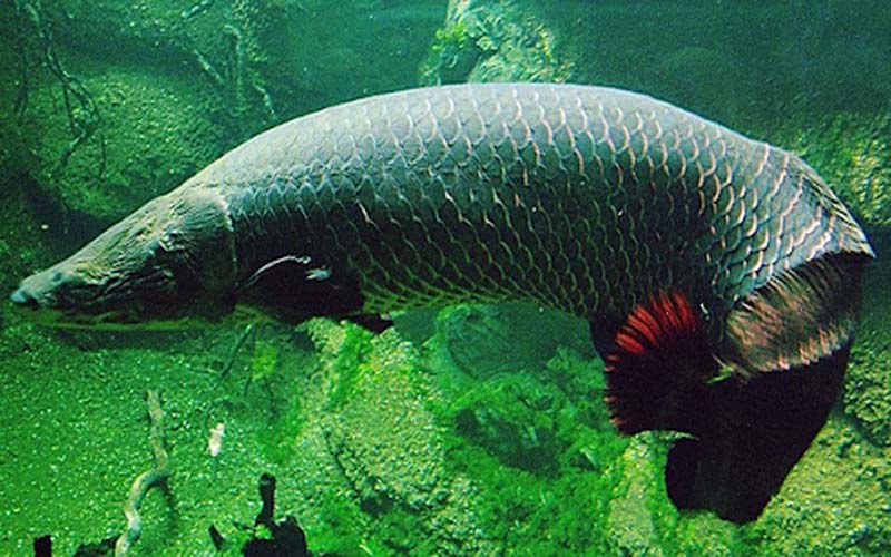 Cá rồng Amazon - Vi Sinh Cá Cảnh Aquarium Care
