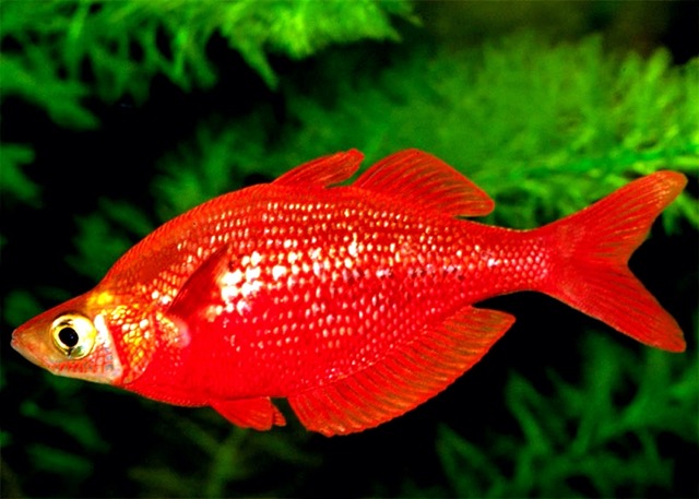 Top 10 loại cá Cầu Vồng đẹp phổ biến hiện nay - Thái Hòa Aquarium