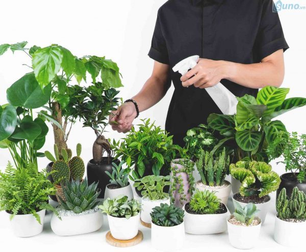 Các nguồn hàng cây cảnh mini đẹp - rẻ - uy tín trên thị trường