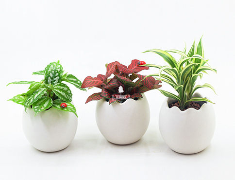 101+ Mẫu Cây Cảnh Mini Để Bàn Không Cần Đất Đẹp | Lạ - 9X Garden ®
